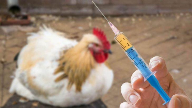 مرغداران در اسرع وقت نسبت به واکسیناسیون و بیمه طیور خود اقدام کنند