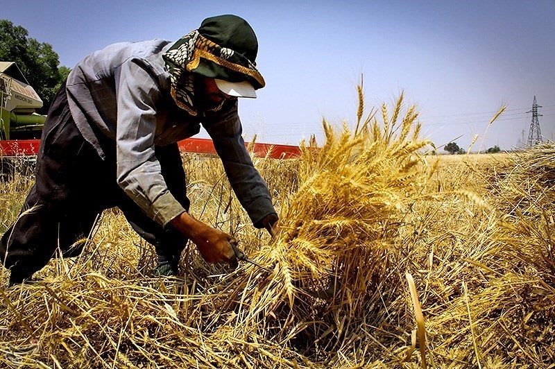 هشدار نسبت به خرید و فروش گندم خارج از شبکه دولت/کشاورزان مواظب دلالان باشند