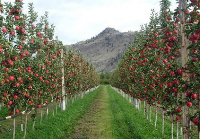 کاشت ۳۳۰۰ نهال درخت سیب در فاز اول/ گندم، کلزا و سیب‌زمینی در سعیدآباد کاشته می‌شود