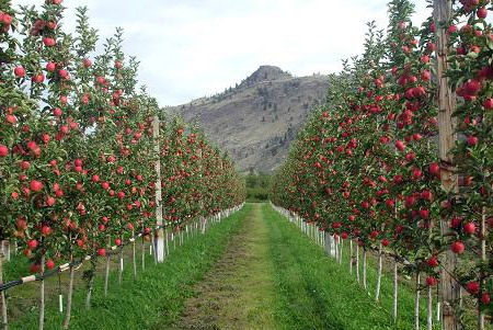 کاشت ۳۳۰۰ نهال درخت سیب در فاز اول/ گندم، کلزا و سیب‌زمینی در سعیدآباد کاشته می‌شود
