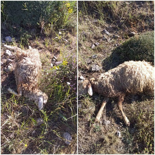 تلف شدن ۳۰ گوسفند در ورزقان بر اثر حمله گرگ‌ها