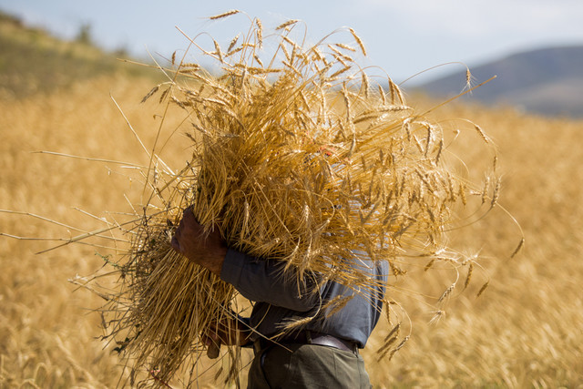 قیمت خرید تضمینی گندم افزایش نمی‌یابد/ کشاورزان از انبار کردن گندم خودداری کنند