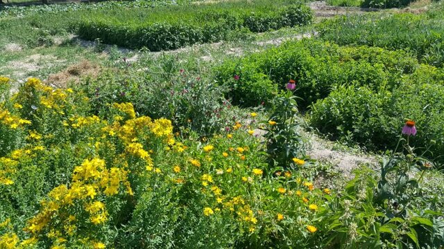 ایجاد کلکسیون گیاهان دارویی توسط استاد دانشگاه تبریز