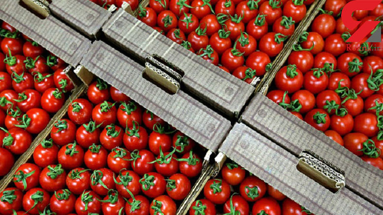 صادرات محصولات کشاورزی از آذربایجان‌شرقی ۴۸ درصد افزایش یافت