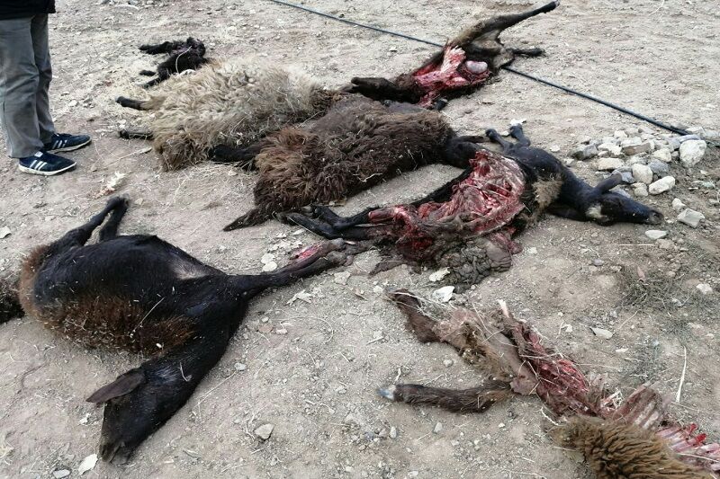 حمله گرگ‌ها به گوسفندان در هشترود