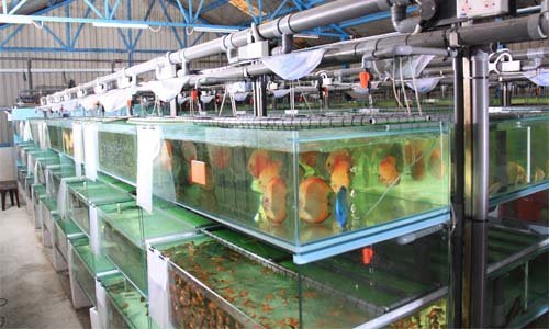 تولید سالانه 6 میلیون قطعه ماهی زینتی در آذربایجان شرقی