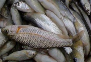 افزایش ۲ هزار تنی ماهی قرل آلا در آذربایجان‌شرقی