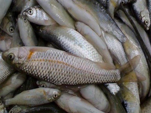 افزایش 2 هزار تنی ماهی قرل آلا در آذربایجان‌شرقی