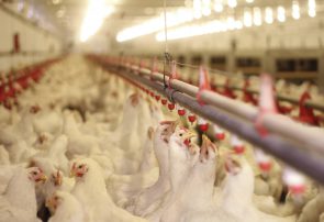حذف ۱۵ میلیون کیلوگرم مرغ از چرخه/ بهره‌برداری مدرن‌ترین کشتارگاه صنعتی طیور کشور