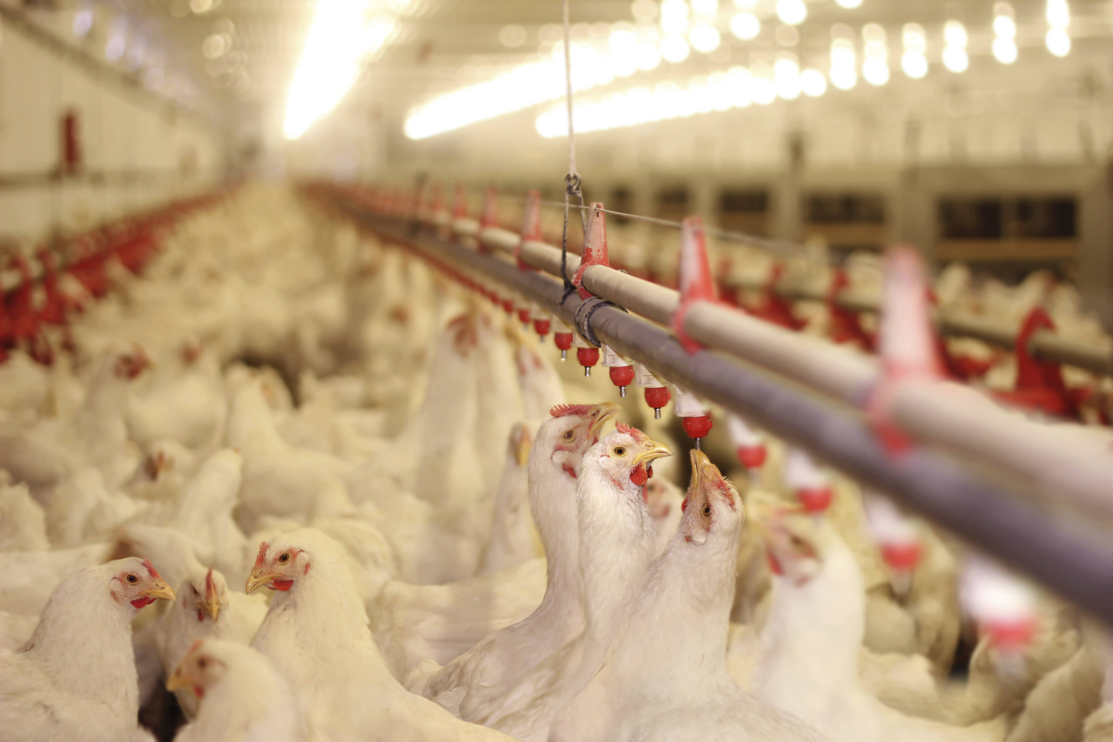حذف ۱۵ میلیون کیلوگرم مرغ از چرخه/ بهره‌برداری مدرن‌ترین کشتارگاه صنعتی طیور کشور