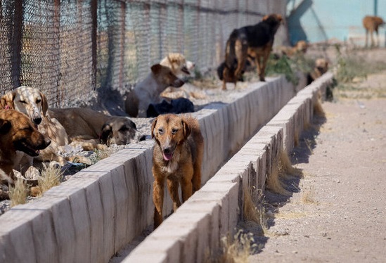انتقال سگ‌ها به پناهگاه تا مرداد ماه/ هدف زنده‌گیری و عقیم‌سازی است