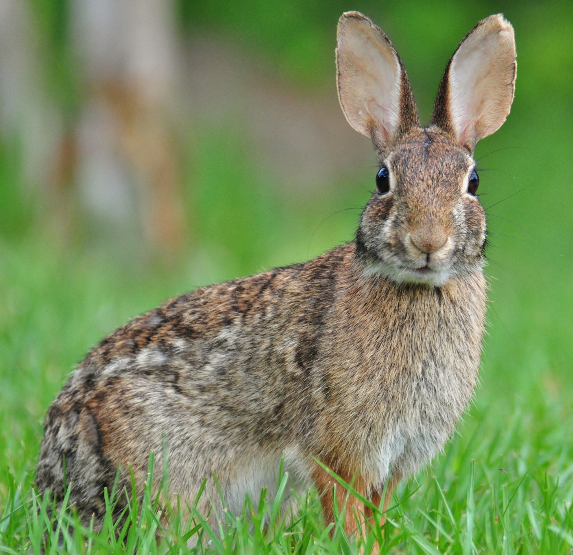 دستگیری ۴ شکارچی خرگوش در مراغه