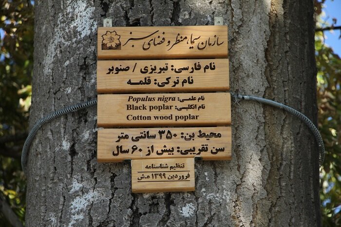 درختان کهنسال تبریز شناسایی و صاحب شناسنامه می‌شوند