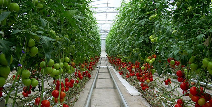 مجتمع گلخانه ای جلفا جزو ۱۰ گلخانه بزرگ هیدروپونیک شیشه ای دنیا