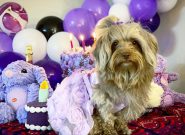 جشن تولد سگ‌ها در تبریز/ هزینه‌های مامانی برای فرزندی که آدم نیست!