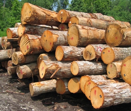 قاچاق چوب با آمبولانس نداریم/ کنترل کلیه محموله‌های چوب در محورهای مواصلاتی استان