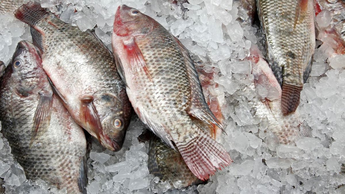 بیشتر ماهی بخورید/ سرانه مصرف آبزیان در آذربایجان‌شرقی نصف میانگین کشوری است!