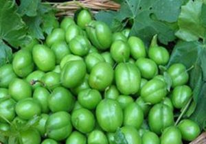 رتبه دوم کشوری آذربایجان‌شرقی در تولید محصول گوجه سبز