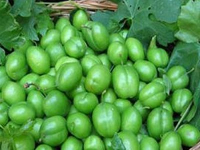 رتبه دوم کشوری آذربایجان‌شرقی در تولید محصول گوجه سبز