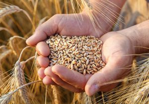 خرید گندم از مرز۳.۸ میلیون تن گذشت/ نحوه خرید گندم از پاییز تغییر می‌کند