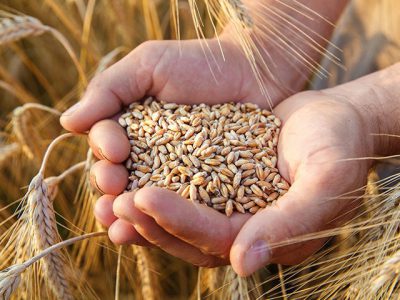 خرید گندم از مرز۳.۸ میلیون تن گذشت/ نحوه خرید گندم از پاییز تغییر می‌کند