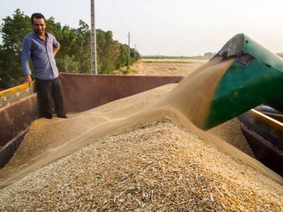 خرید بیش از ۶۶ هزار تن گندم در آذربایجان شرقی