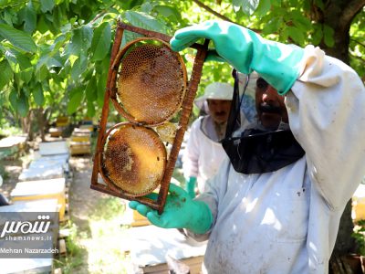 اهر قطب تولید عسل مرغوب در کشور