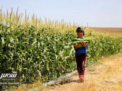 تور رسانه‌ای معرفی ظرفیت‌های کشاورزی شهرستان اهر