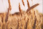 قیمت جهانی گندم رکورد ۱۴ سال گذشته را شکست