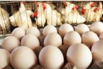 فرآوری تخم مرغ بصورت دانش بنیان در تبریز برای نخستین بار در خاورمیانه/ صادرات پودر تخم مرغ