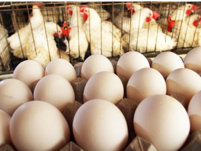 فرآوری تخم مرغ بصورت دانش بنیان در تبریز برای نخستین بار در خاورمیانه/ صادرات پودر تخم مرغ