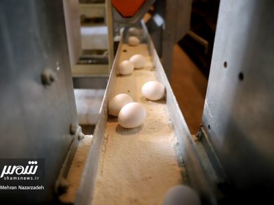 تور رسانه‌ای جهاد کشاورزی آذربایجان‌شرقی در آستانه روز جهانی تخم مرغ