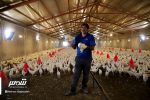 قیمت مصوب مرغ هنوز ابلاغ نشده است/ افزایش هزینه‌‌های تولید “مرغداران” را دچار مشکل کرده است
