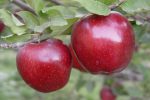 آذربایجان شرقی دومین قطب تولید سیب کشور