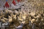 آلودگی مرغ‌ها به‌هیچ عنوان واقعیت ندارد/ مازاد تولید مرغ داریم!
