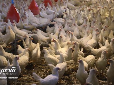 آلودگی مرغ‌ها به‌هیچ عنوان واقعیت ندارد/ مازاد تولید مرغ داریم!