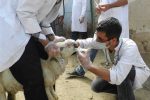 خدمات دامپزشکی رایگان هدیه دولت به دامداران روستاهای آذربایجان شرقی