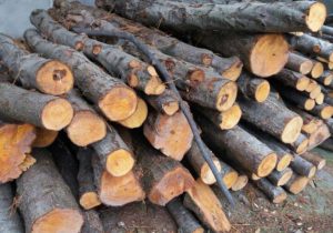 کشف و ضبط ۱۶۶ تن چوب قاچاق در آذربایجان‌شرقی