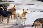 افزایش سگ‌های بلاصاحب در شهر تبریز