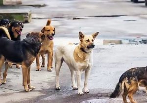 افزایش سگ‌های بلاصاحب در شهر تبریز