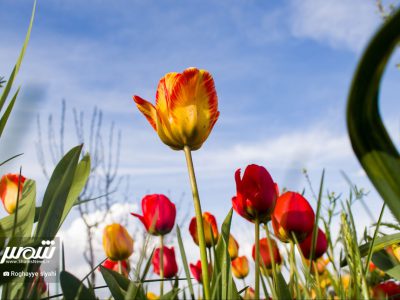 مزرعه رنگارنگ گل‌های لاله در دل روستای اسپره‌خون تبریز
