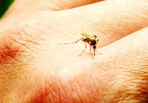 هشدار علوم پزشکی نسبت به شیوع مالاریا در آذربایجان‌شرقی