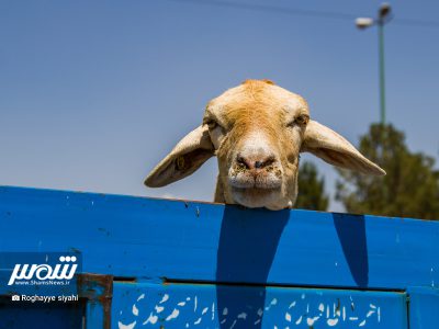 عید قربان و رونق فروش گوسفند زنده در مراکز عرضه دام