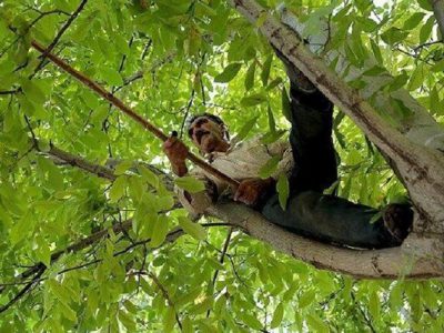 ۴ نفر بر اثر سقوط از درخت گردو در آذربایجان‌شرقی مصدوم شدند