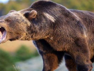 حمله خرس به ۳ زن و مرد میانه‌ای