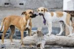 غذارسانی، عامل اصلی تجمع و افزایش تعداد سگهای بلاصاحب